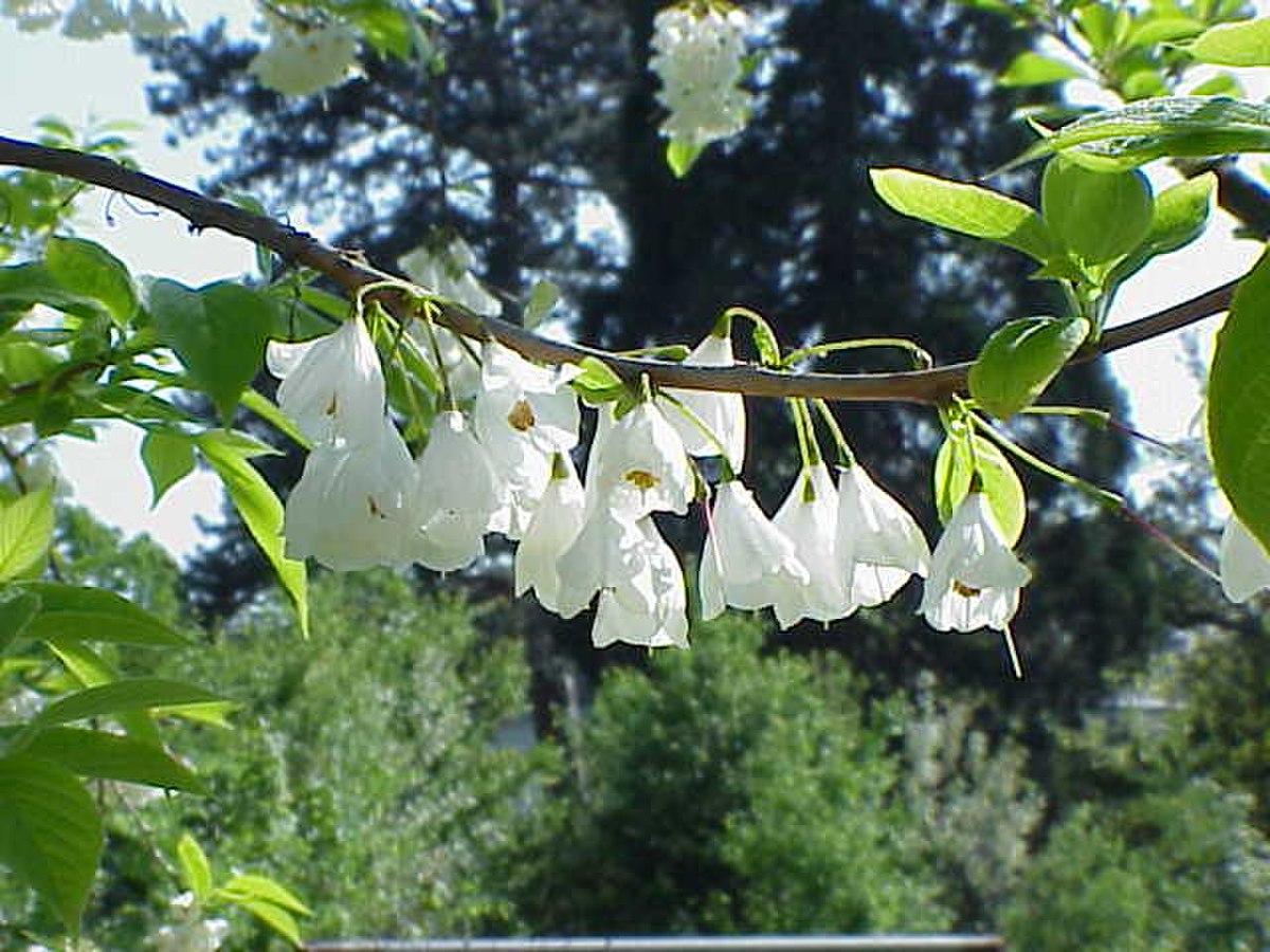 Halesia