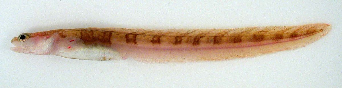 Zoarcidae