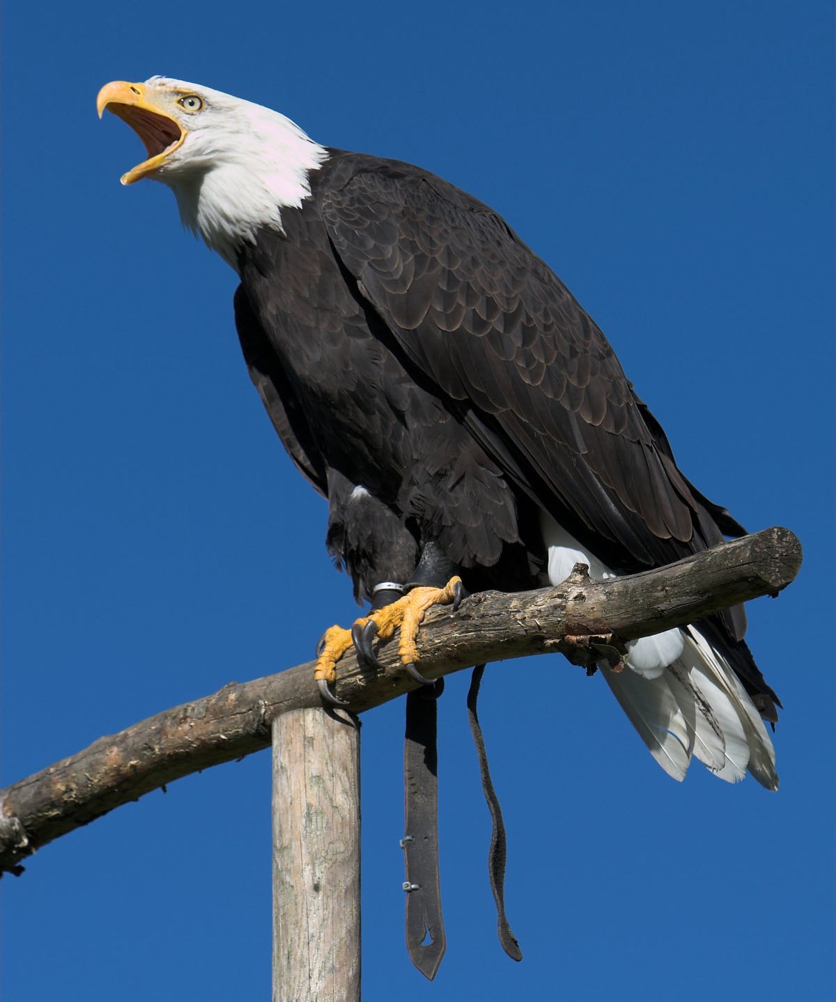 Haliaeetus