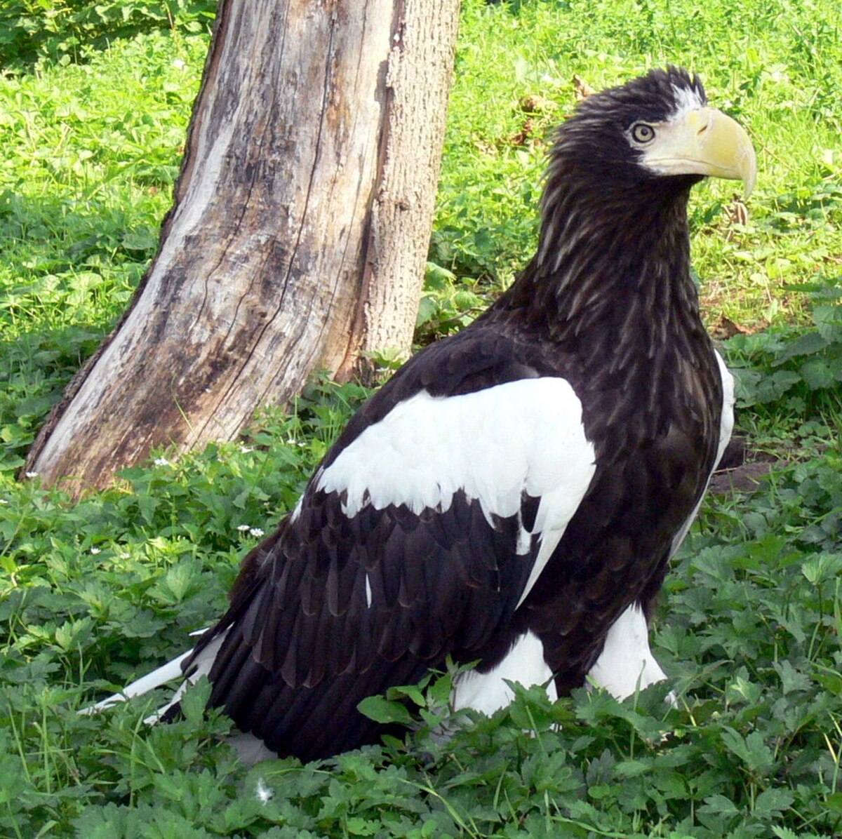 Pygargue empereur