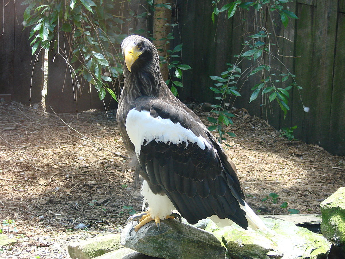 Pygargue empereur