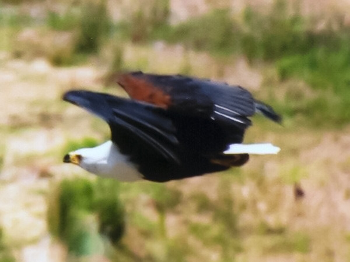 Pygargue vocifer