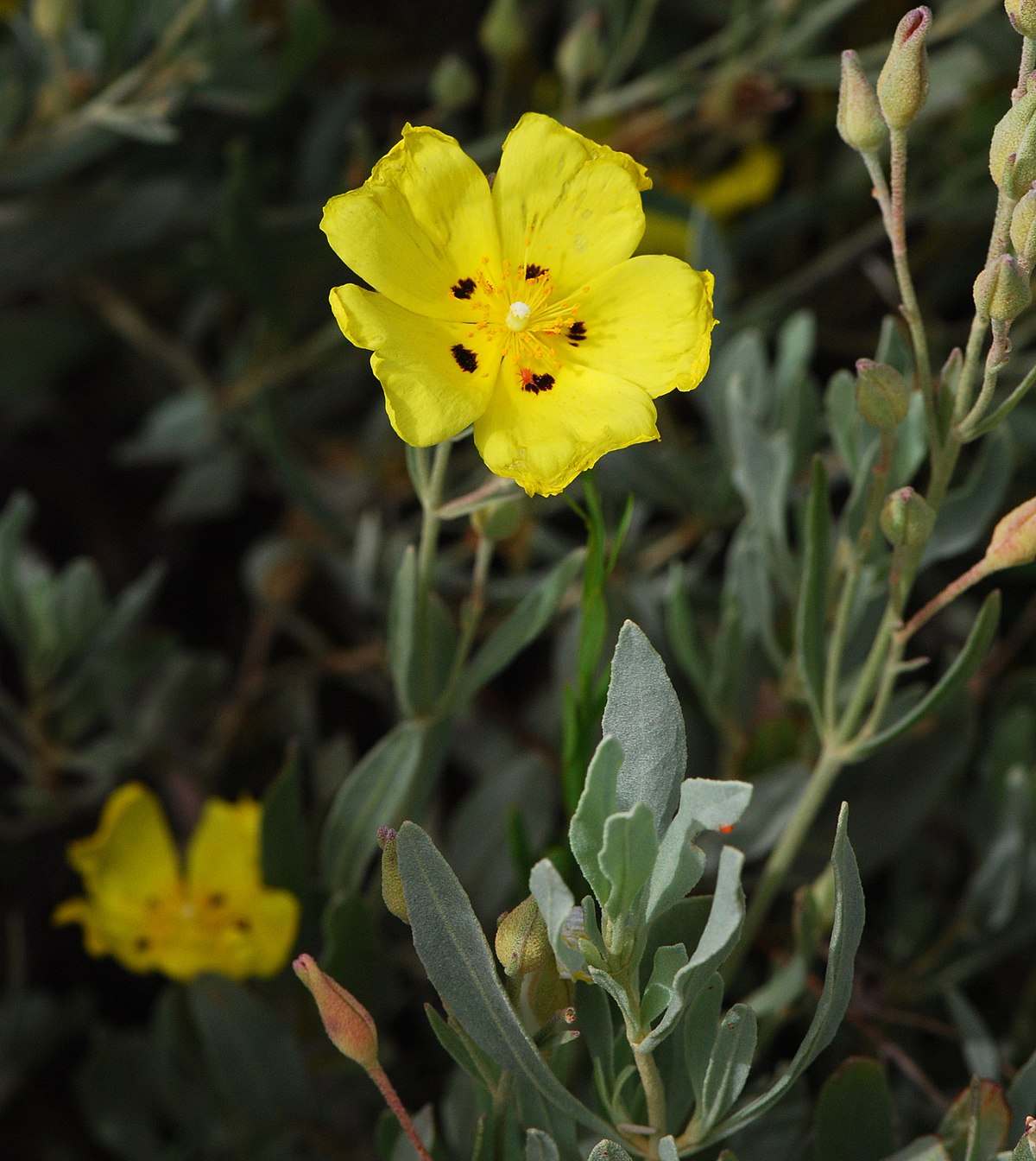 Halimium halimifolium