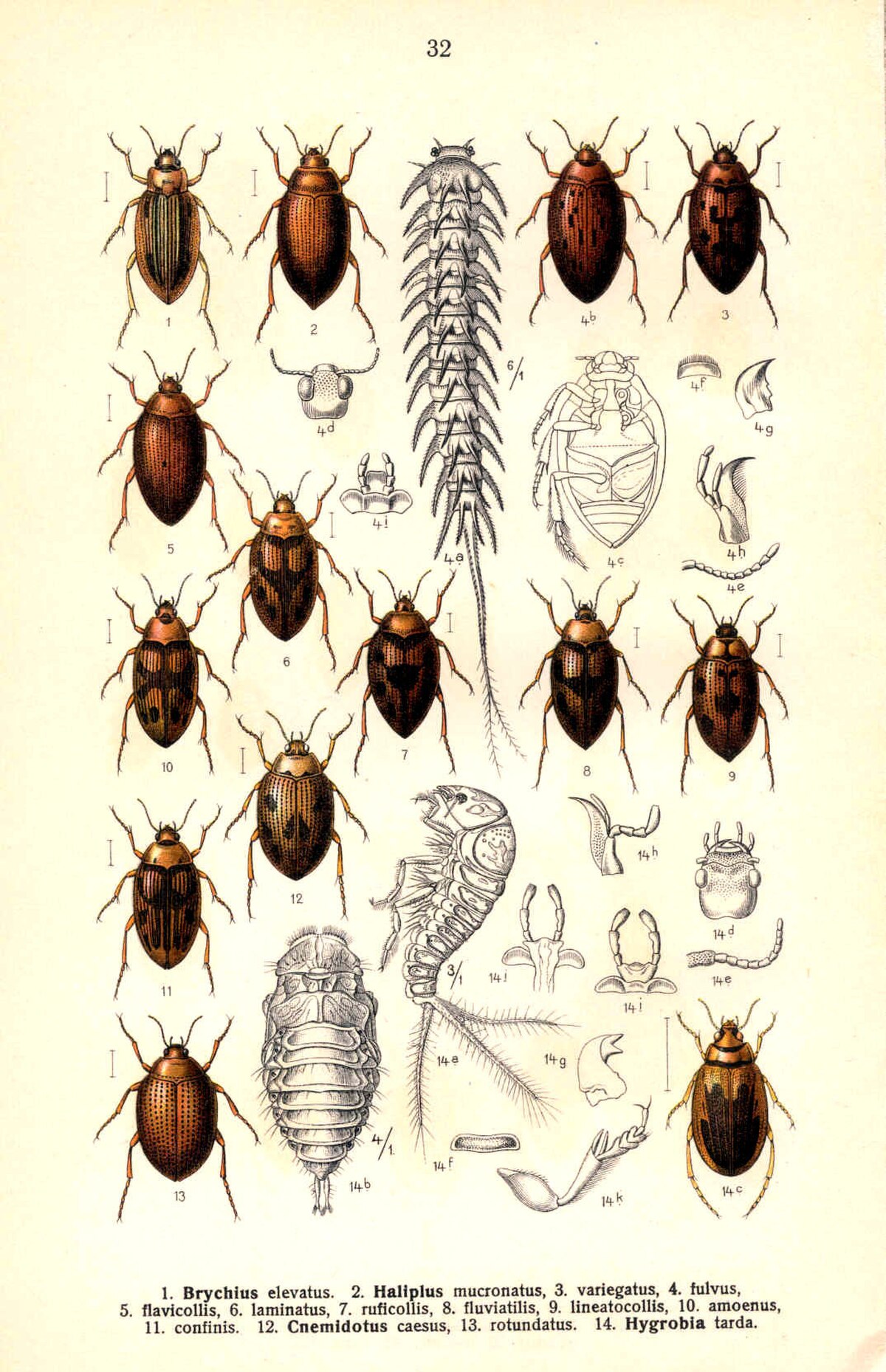 Haliplidae