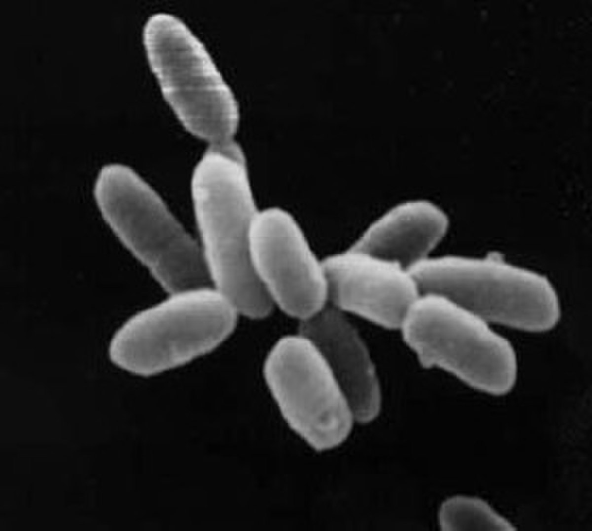 Halobacterium sp. souche NRC-1.Chaque cellule a environ 5 μm de longueur.