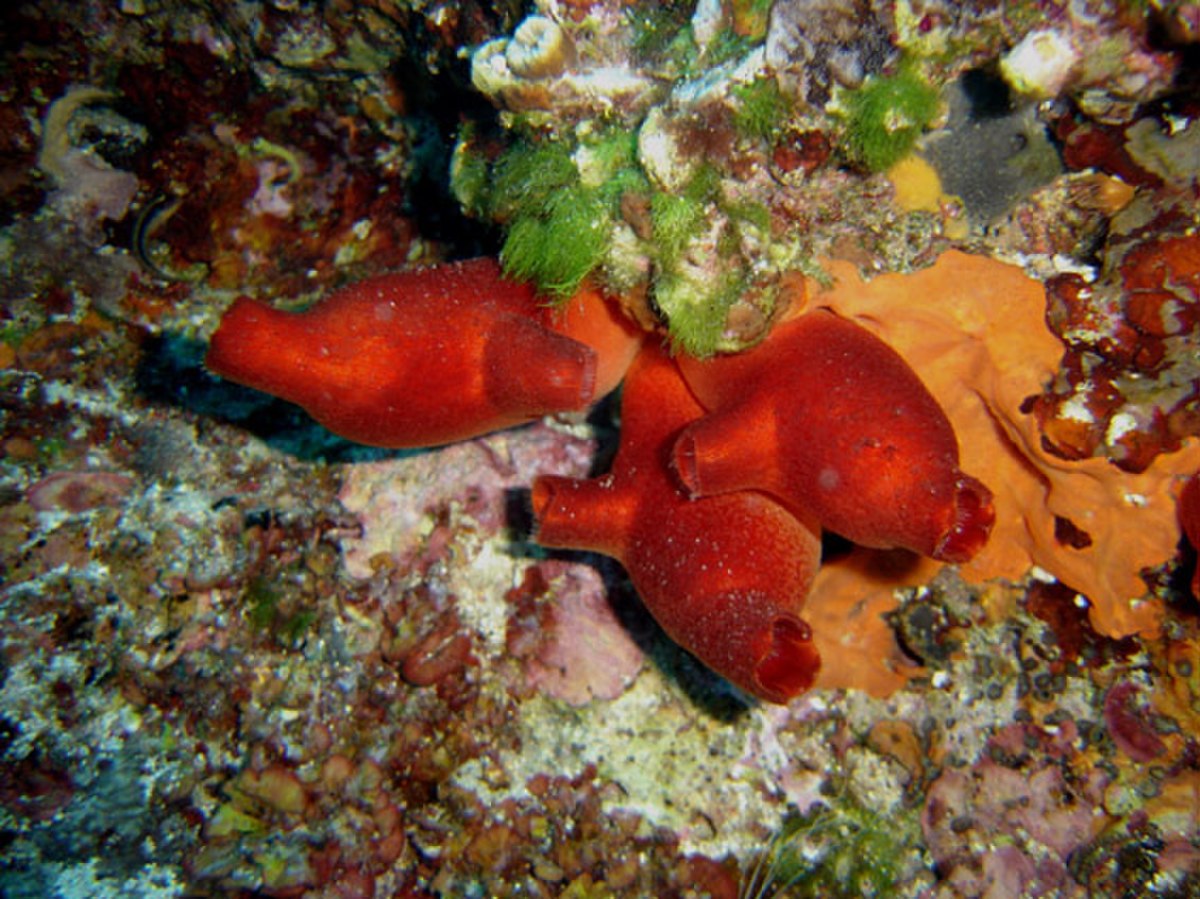 Ascidiacea