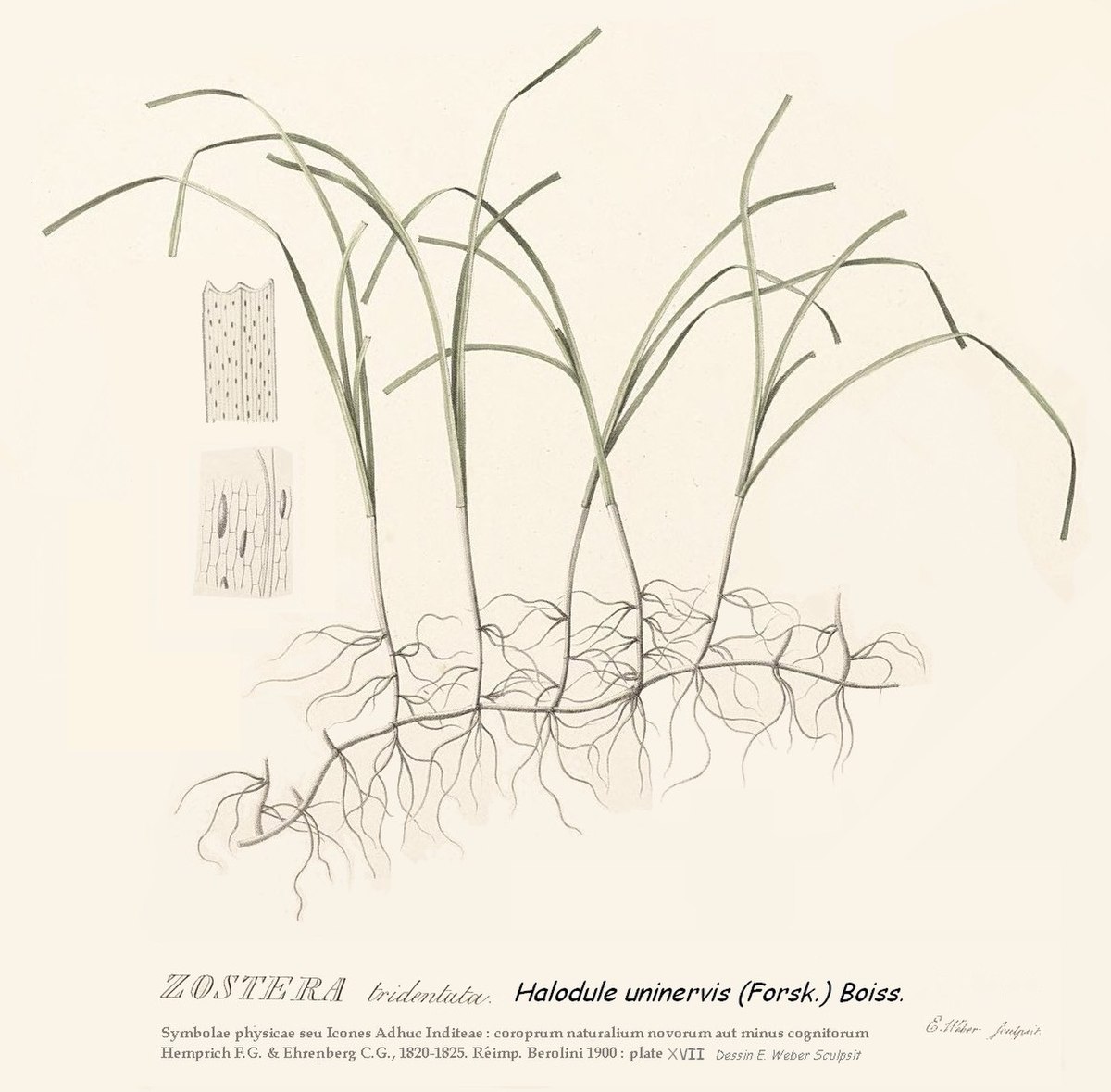 Halodule uninervis (Forsk.) Aschers.Cronquist