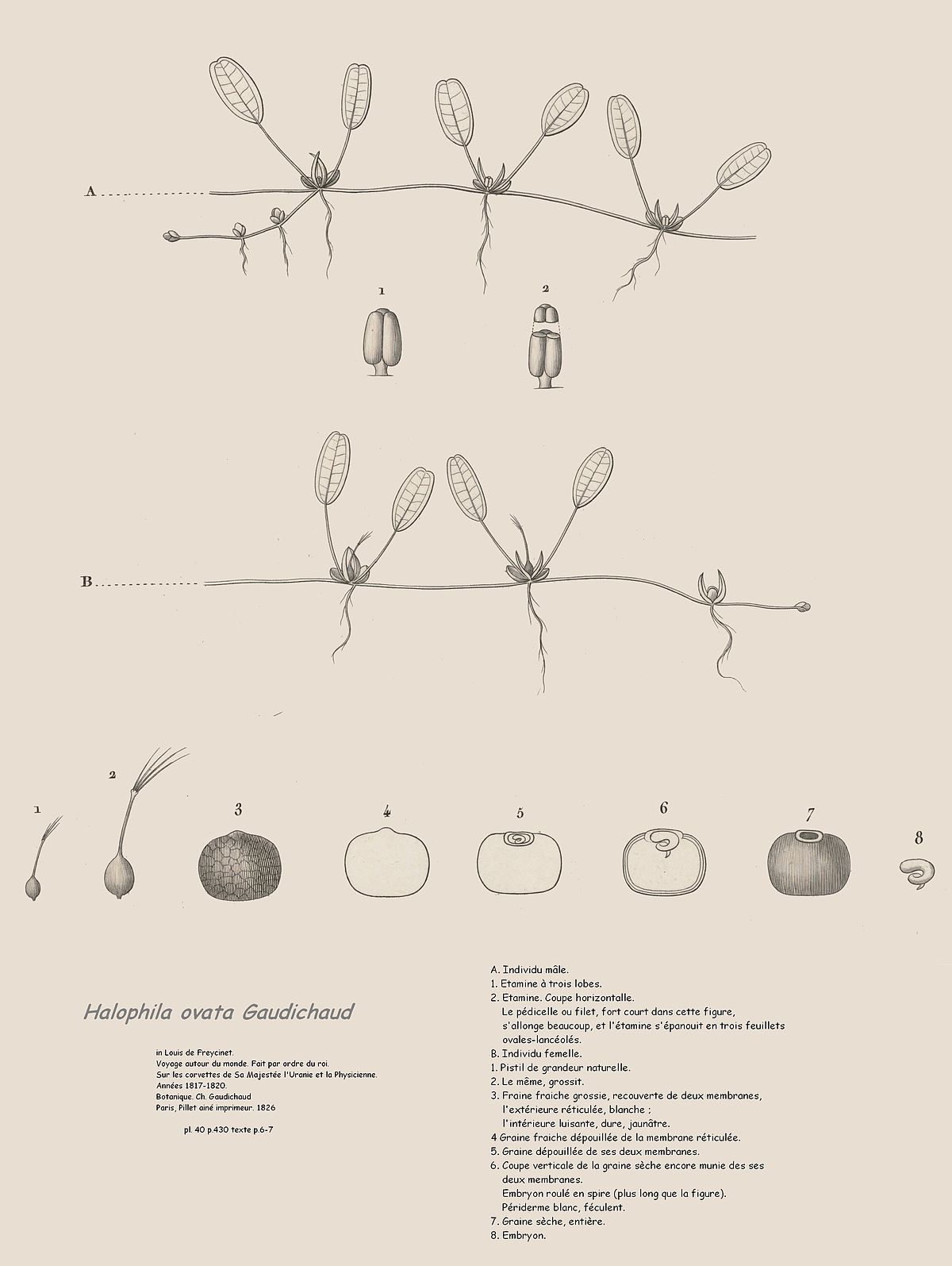 Halophila