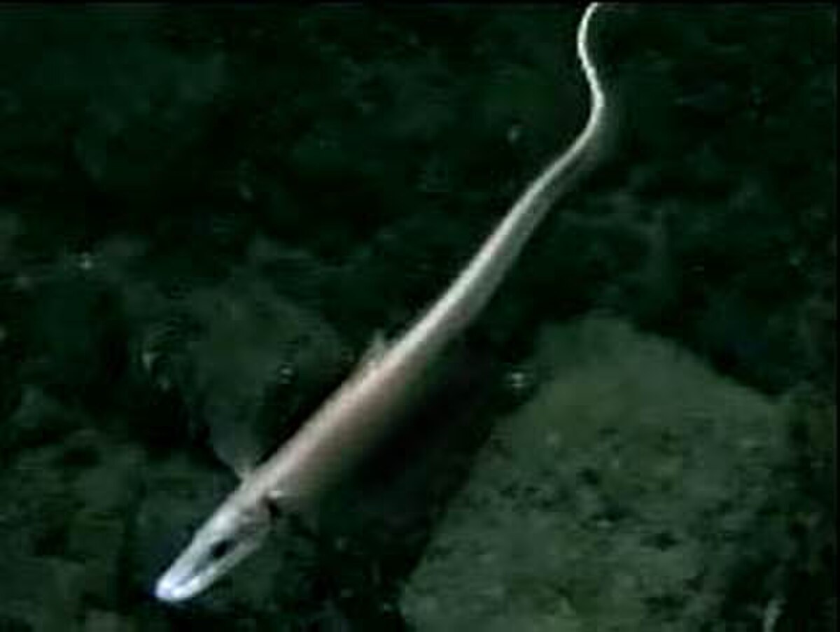 Halosauridae