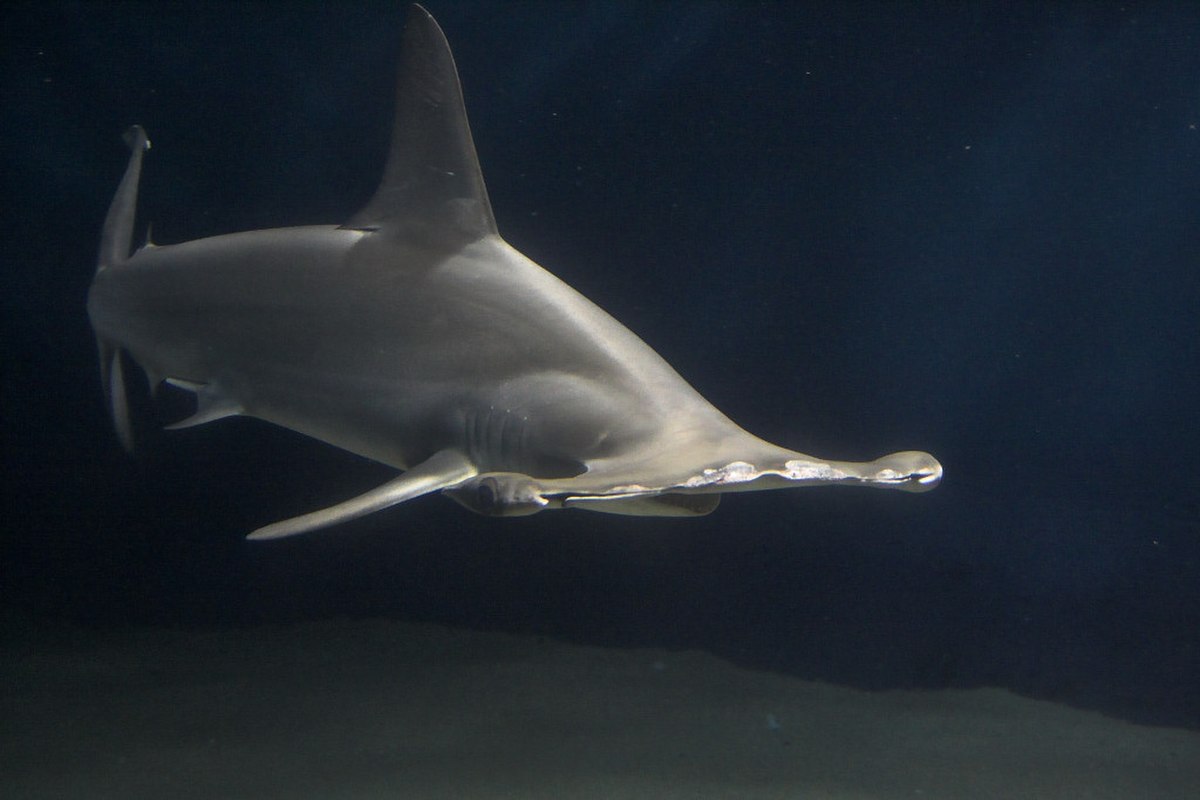 Grand requin-marteau
