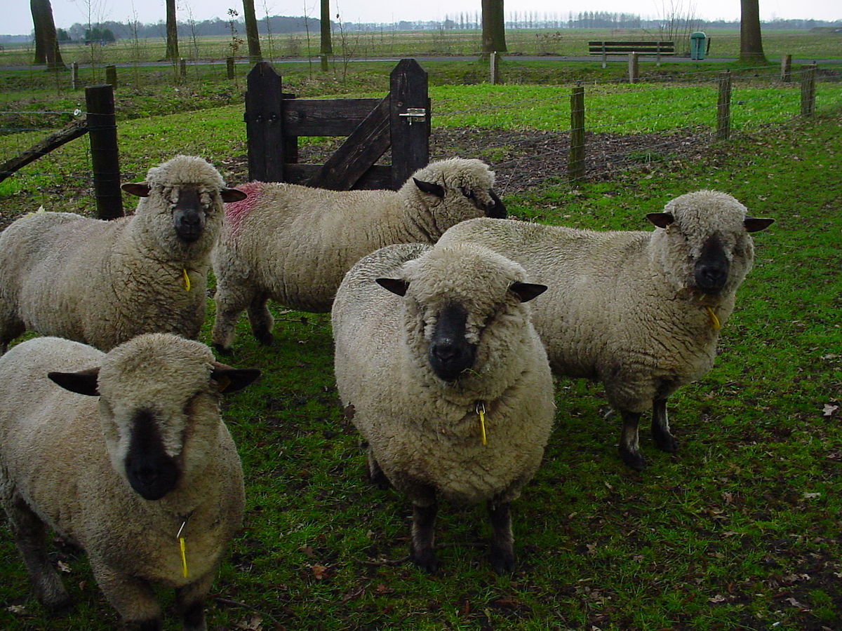 Hampshire (race ovine)