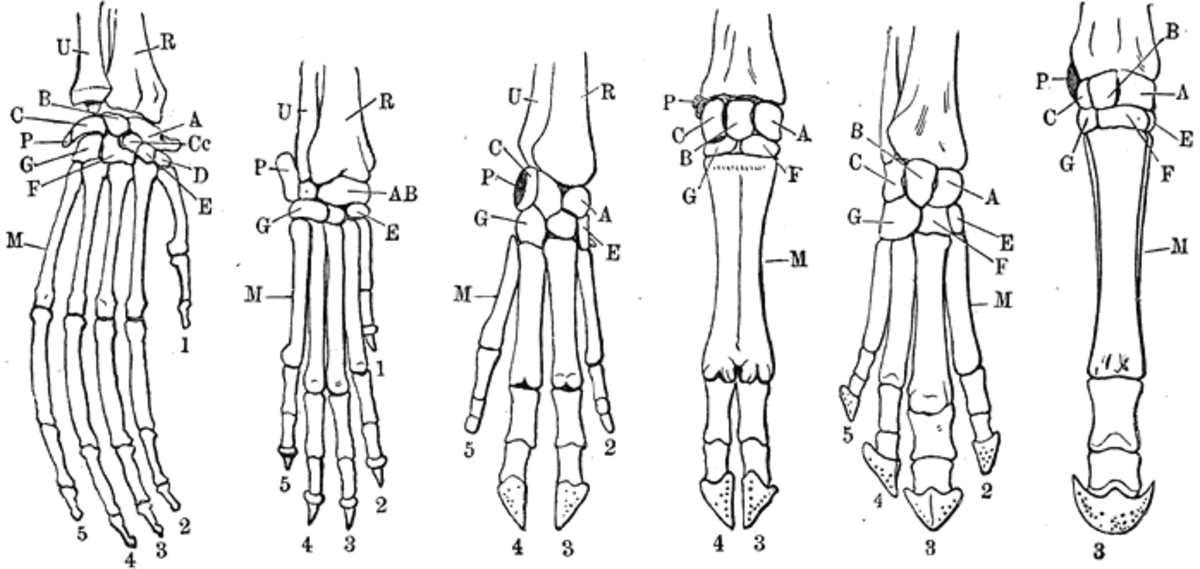 Homologie (évolution)