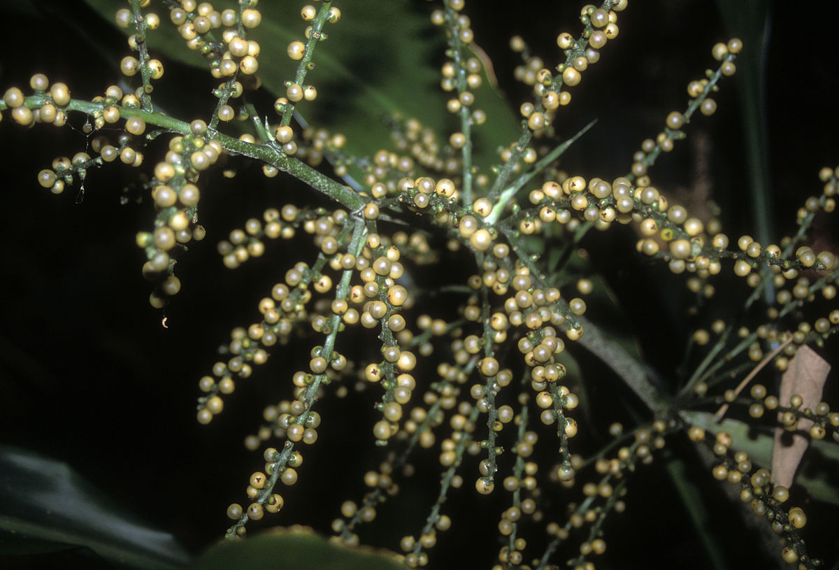 Hanguanaceae