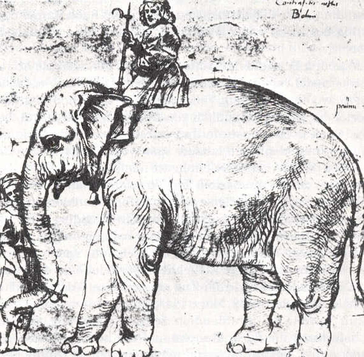 Hanno (éléphant)