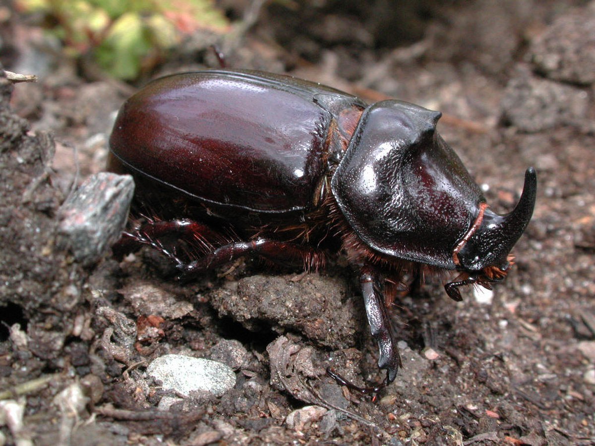 Scarabée rhinocéros européen