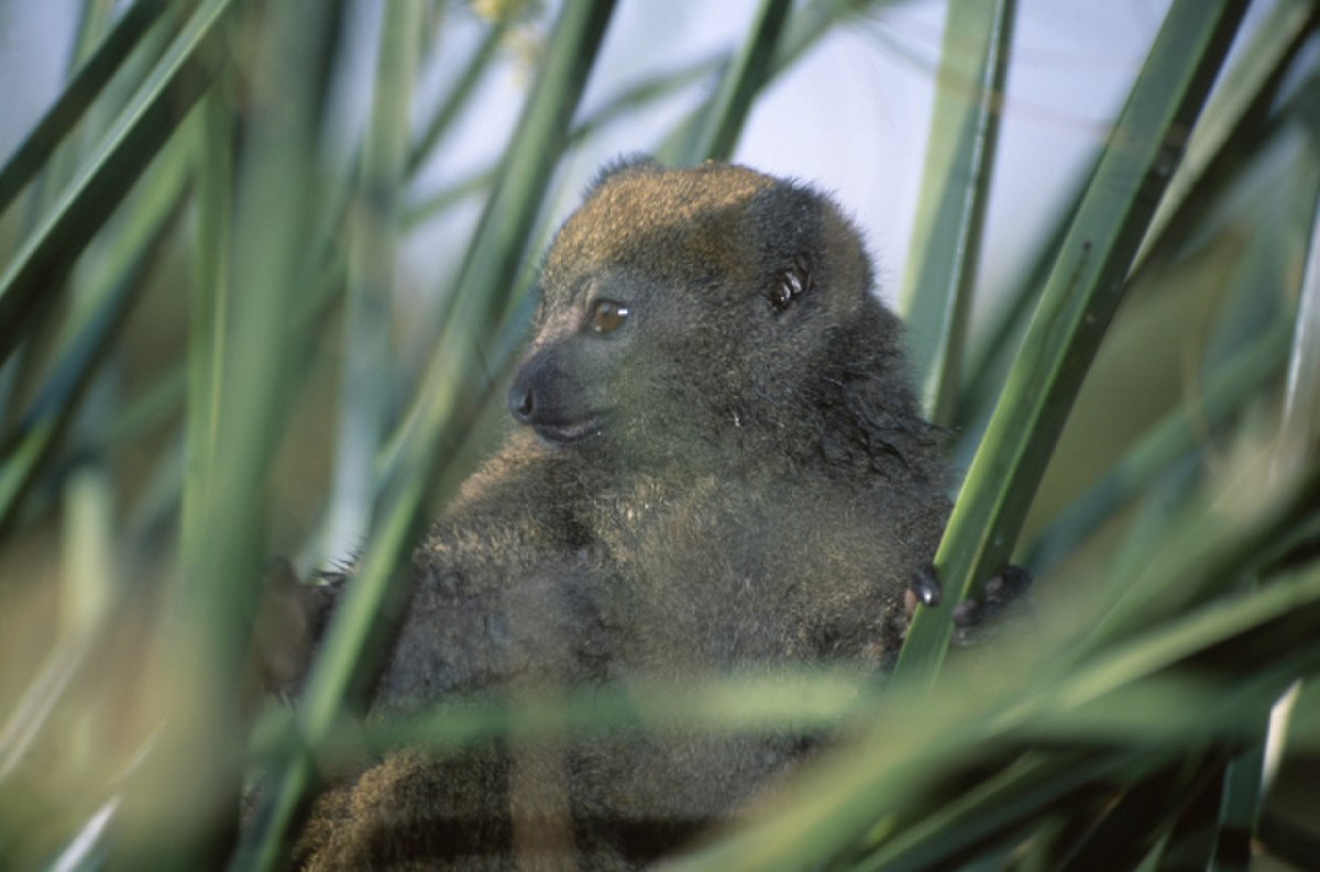 Hapalemur griseus