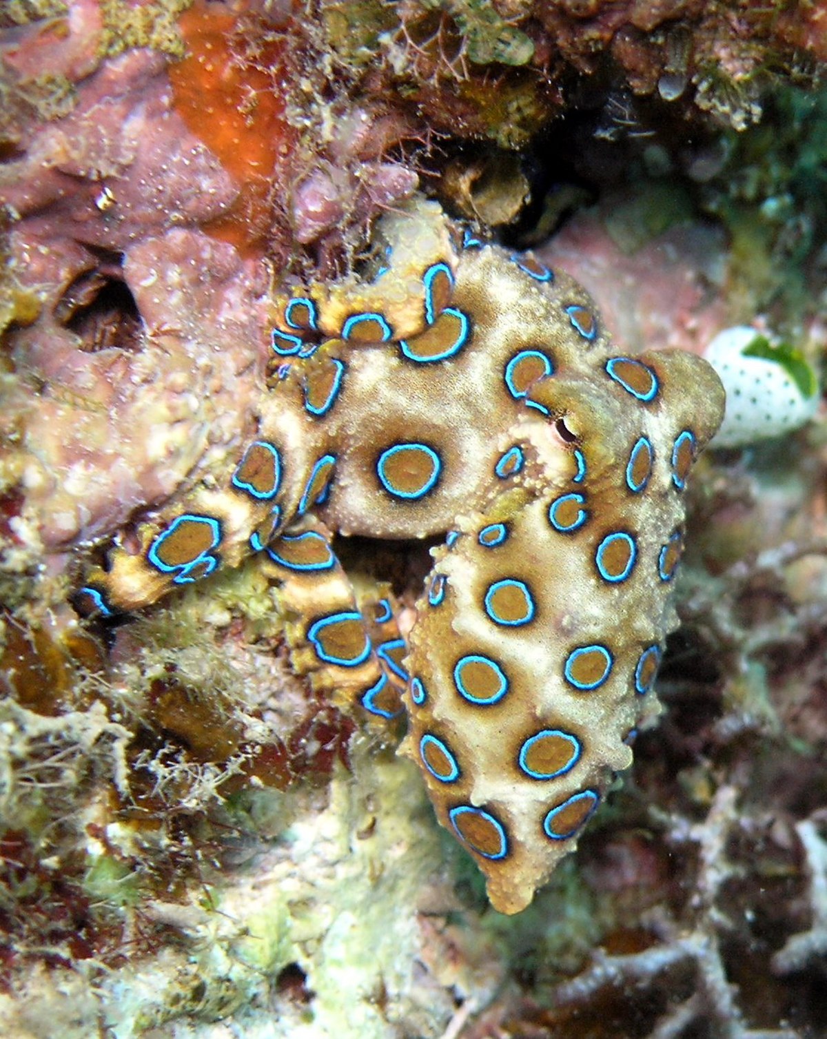 Octopodidae