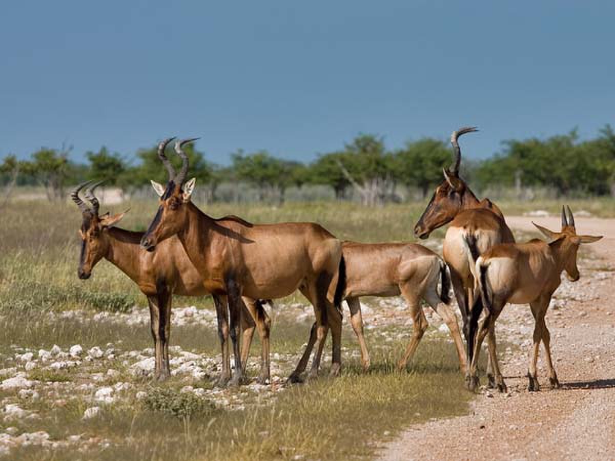Alcelaphus