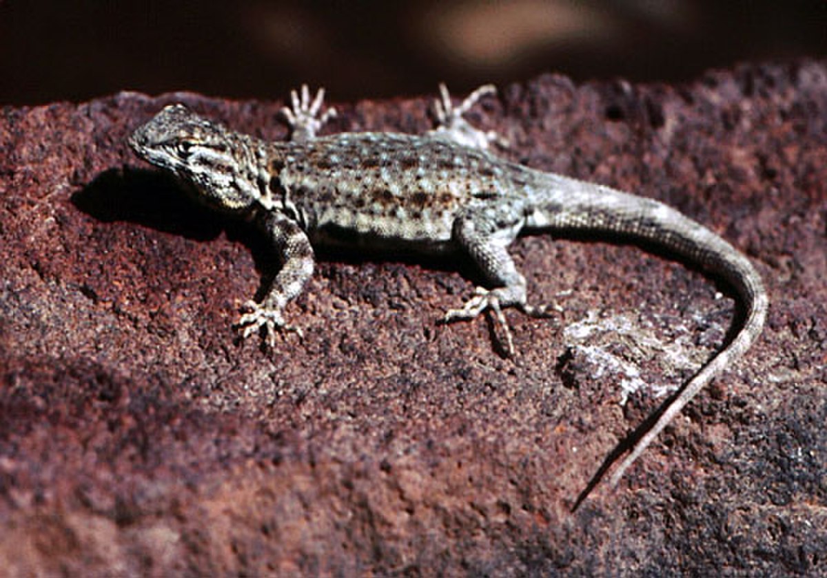Sceloporus
