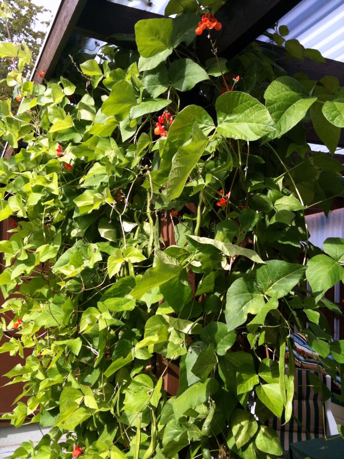 Haricots d'Espagne utilisés pour abriter une véranda du soleil
