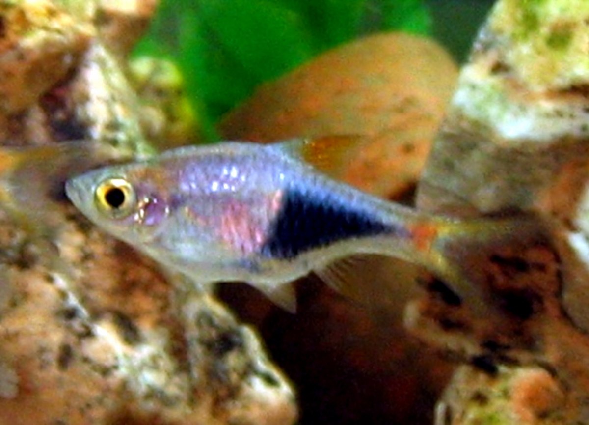 Rasbora arlequin