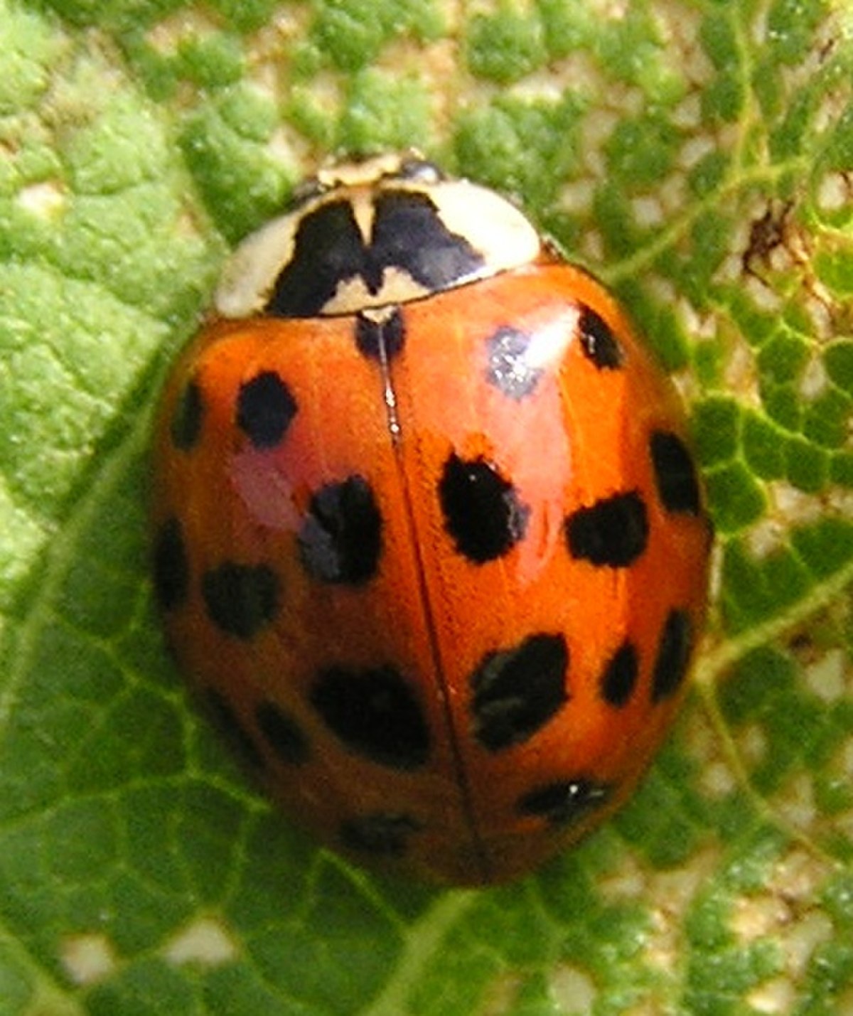Coccinelle asiatique