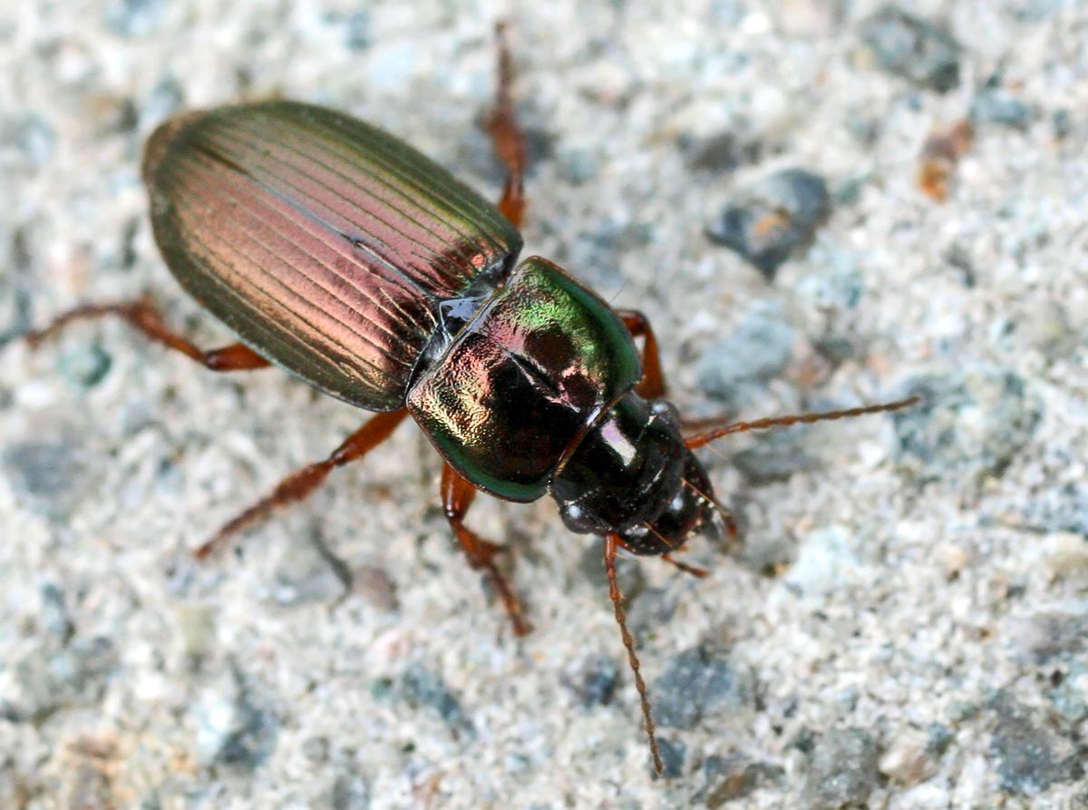 Harpalinae