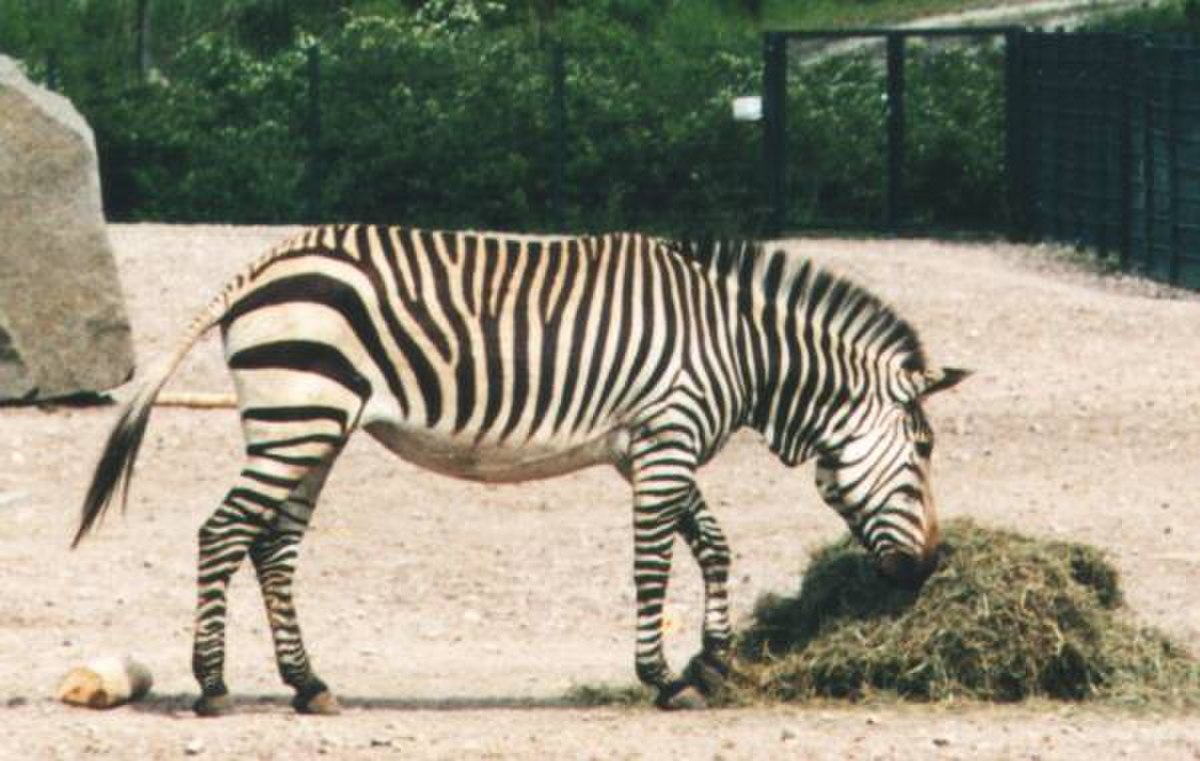 Equus zebra