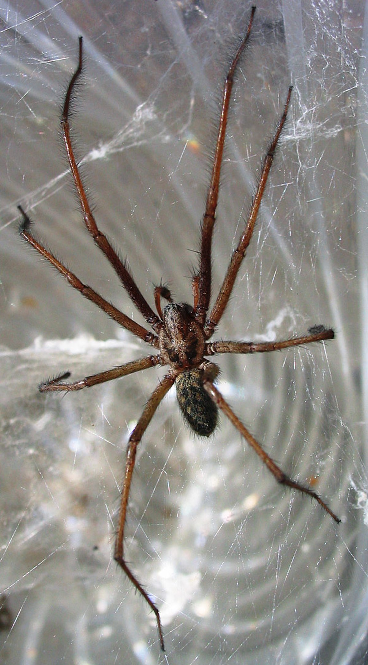 Araignées du Québec