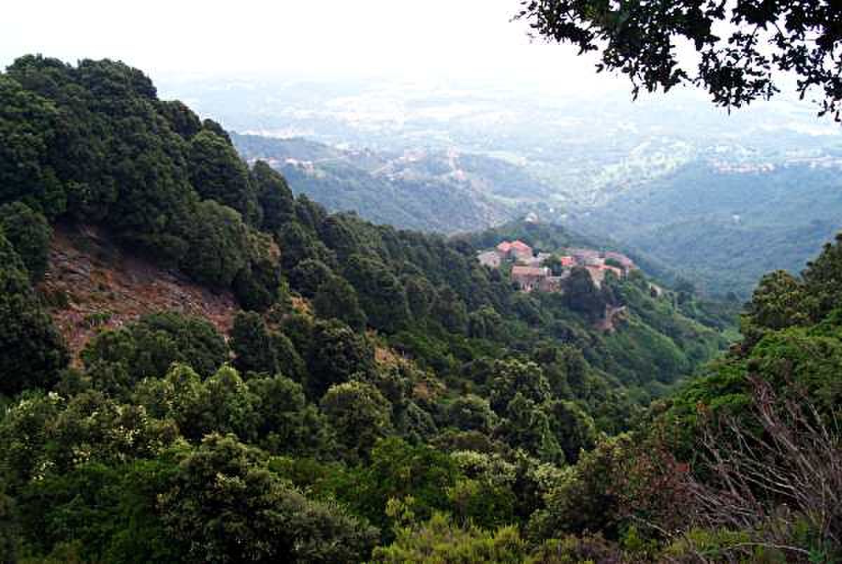Forêts, bois et broussailles méditerranéens