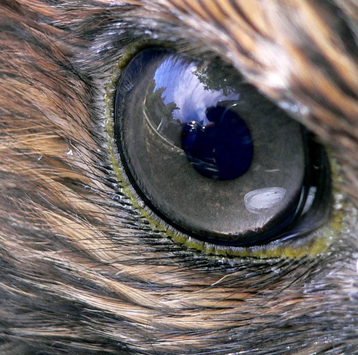 Vision des oiseaux