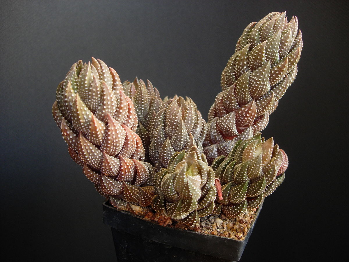 Haworthia