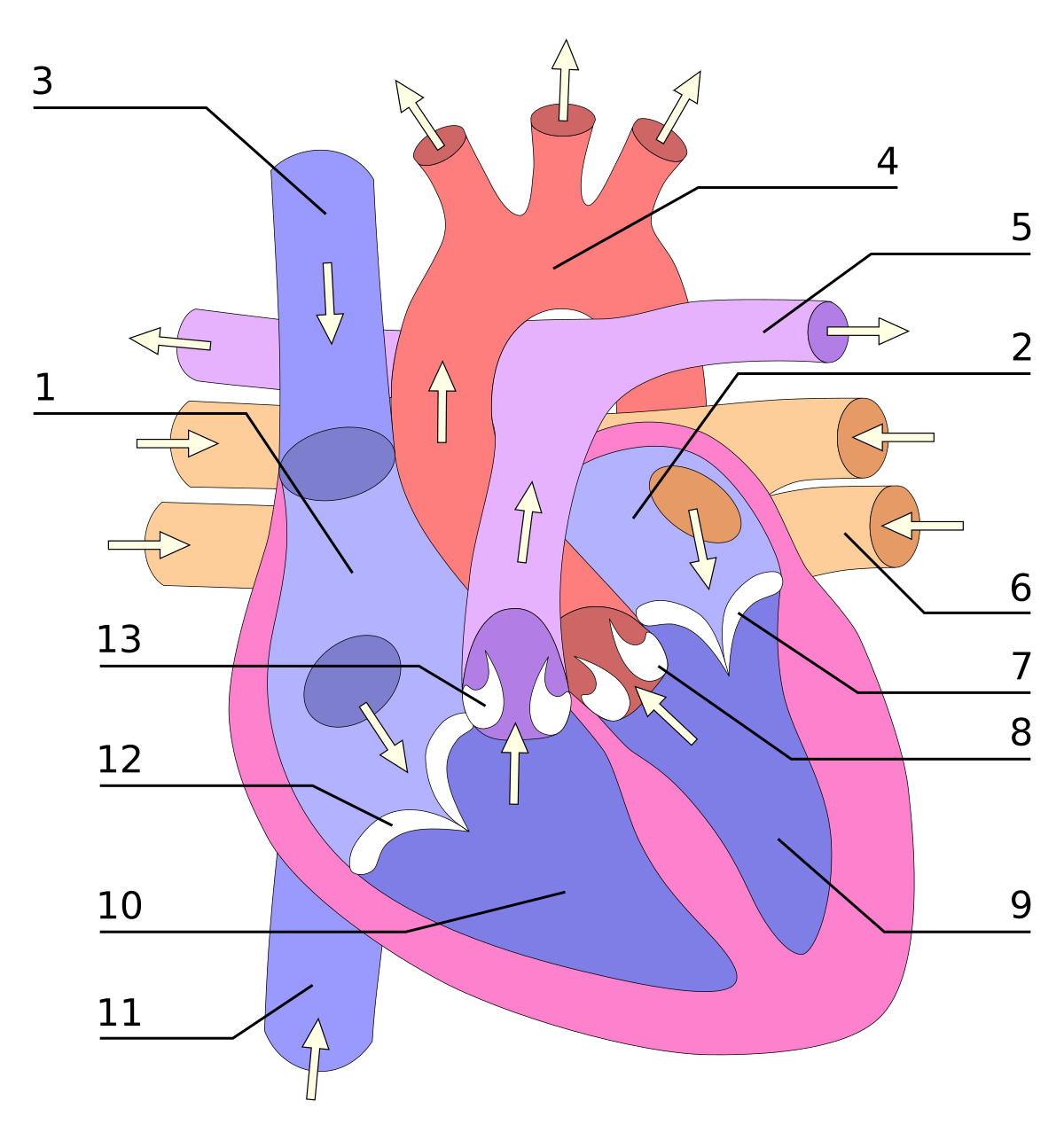 Valve cardiaque