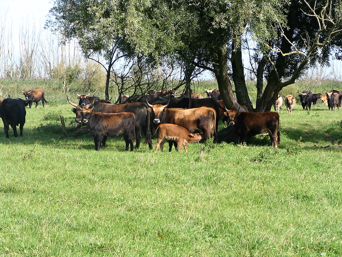 Aurochs de Heck