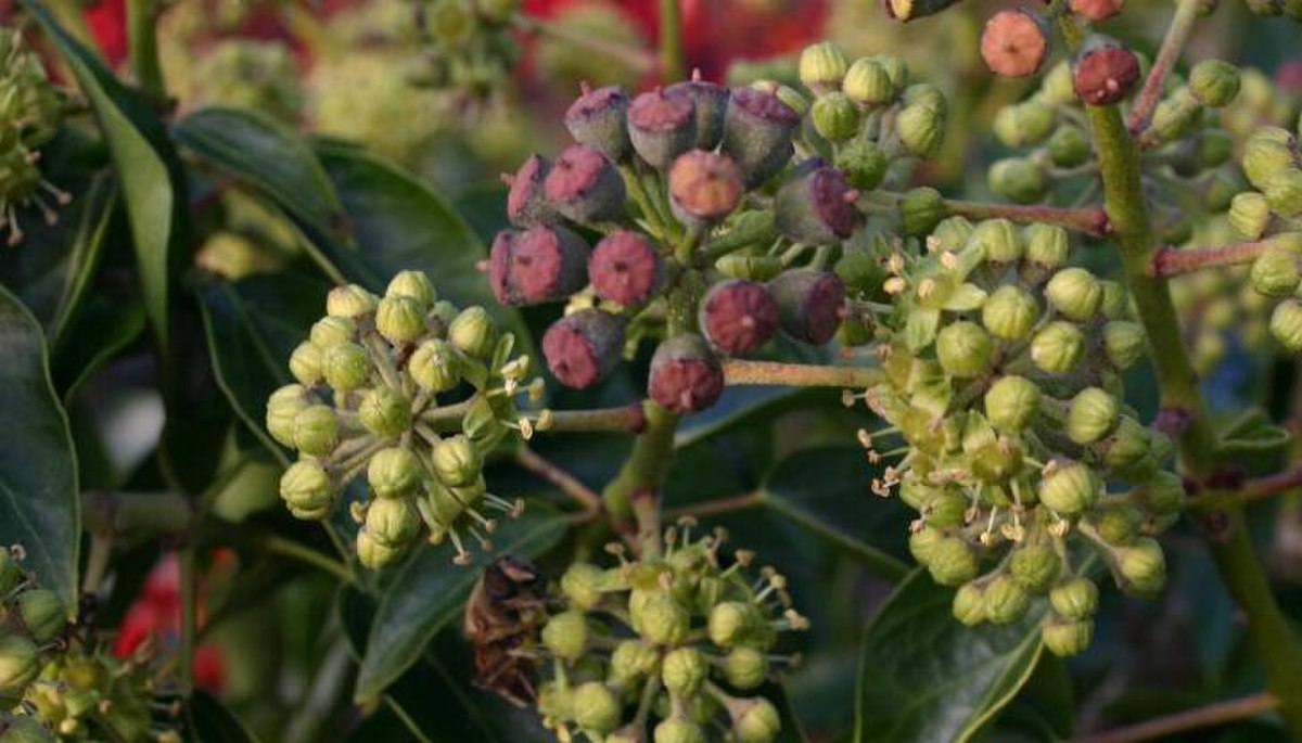 Araliaceae