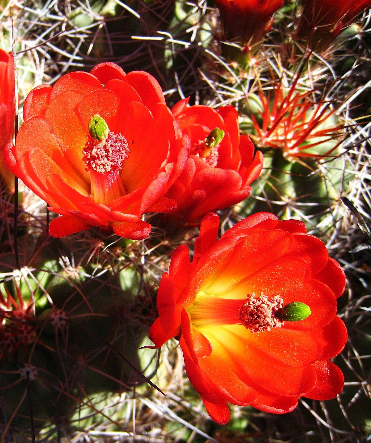 Vue rapprochée des fleurs, aux pétales rouge-orangé, aux étamines rouge rosé et au stigmate vert