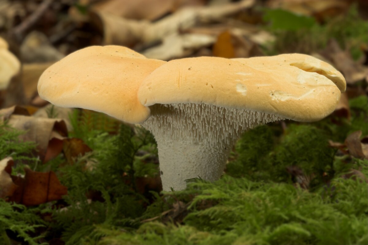 Pied-de-mouton