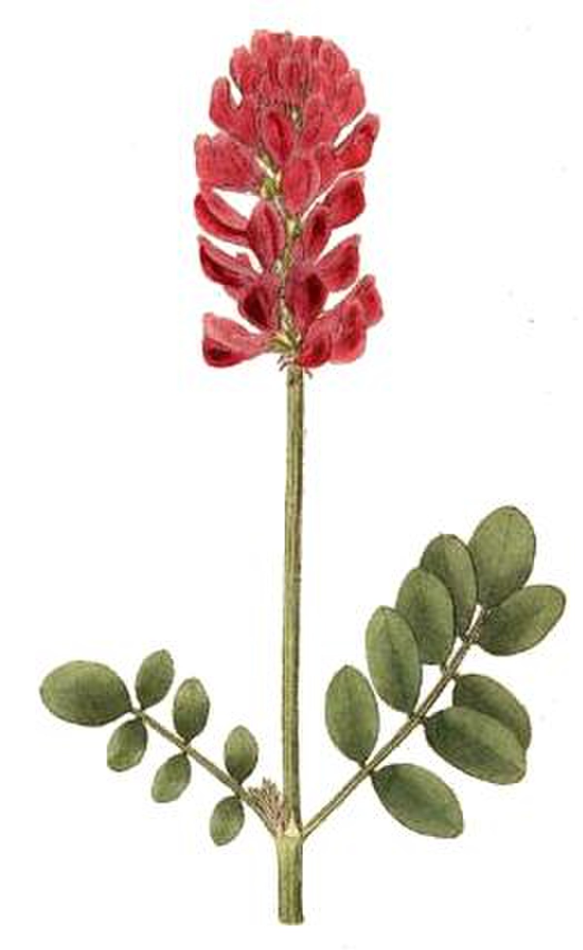 Hedysarum