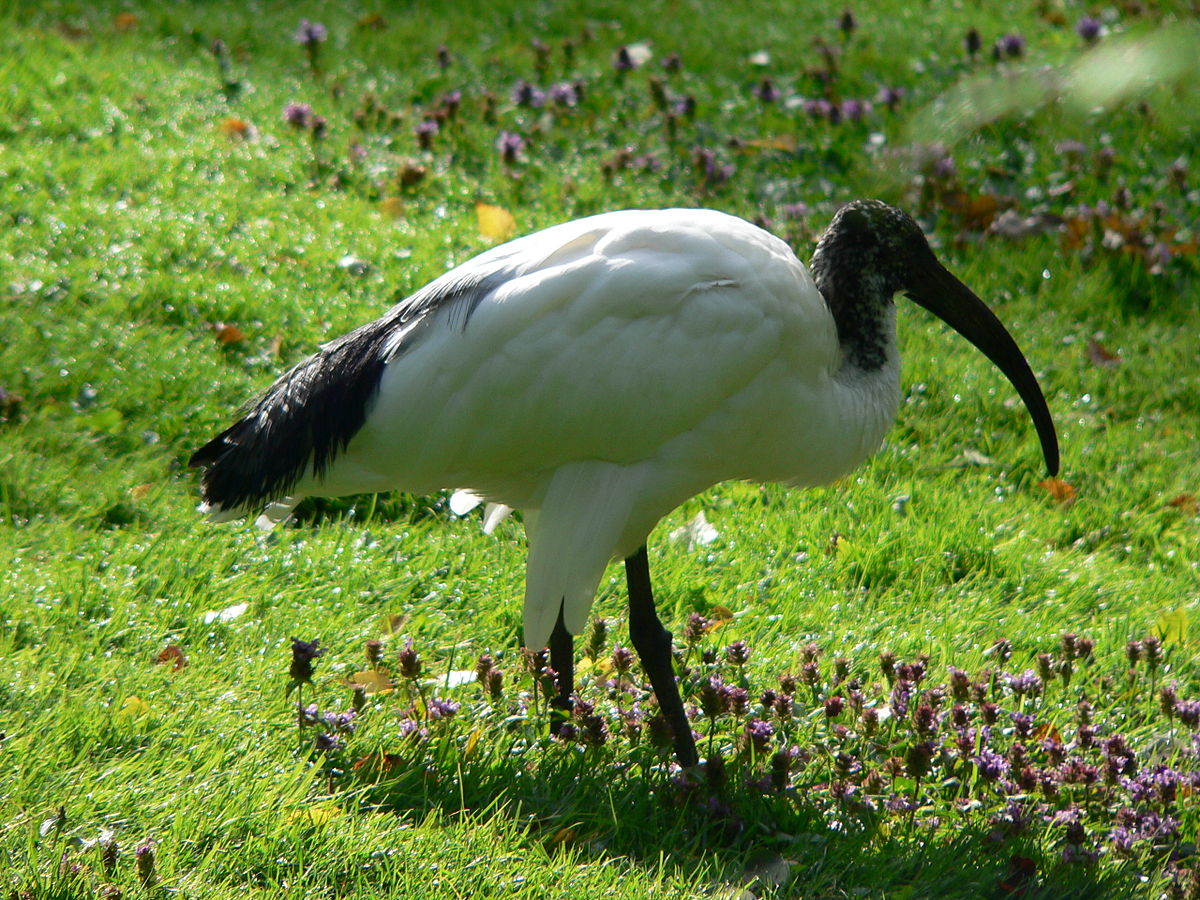Ibis sacré