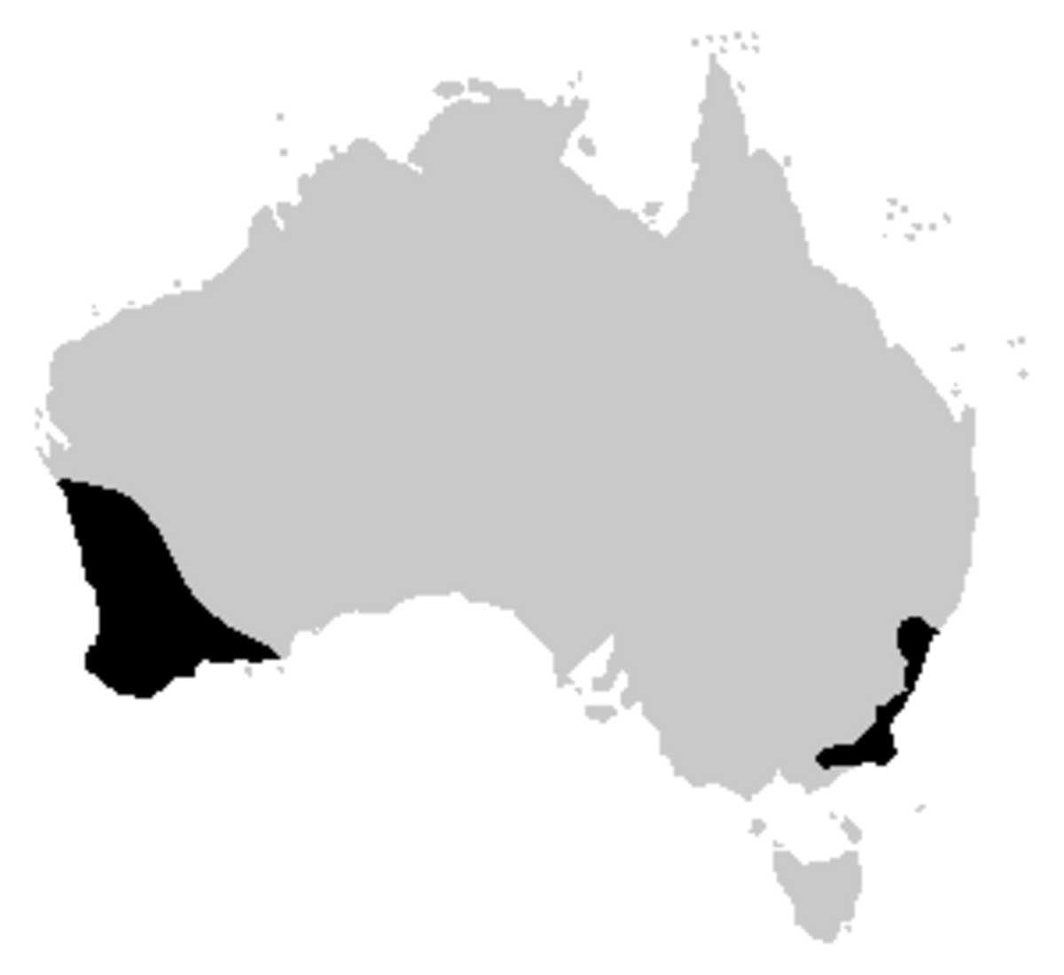 Heleioporus