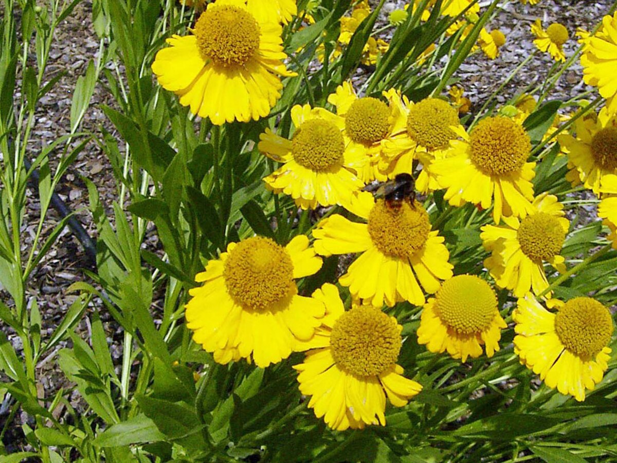 Helenium