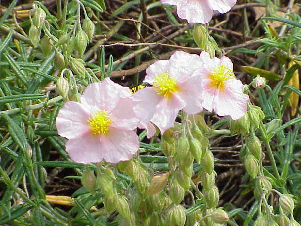 Helianthemum apenninumvar. virgatum