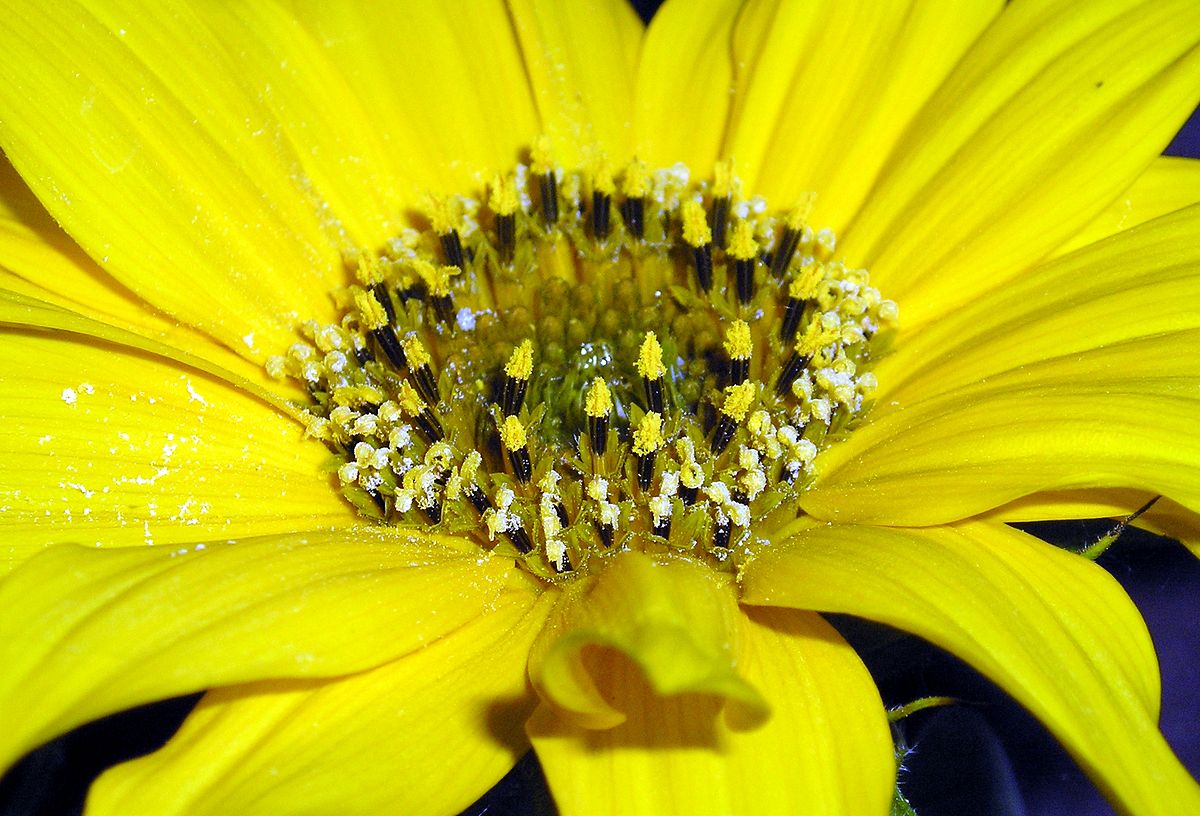 Helianthus annuus stamper.jpg