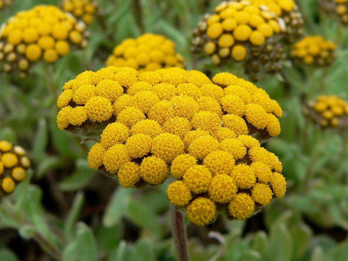 Gnaphalieae