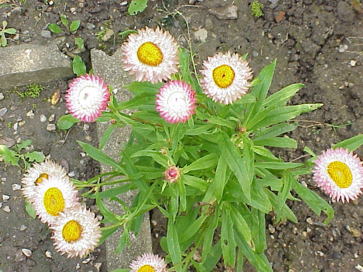 Helichrysum bracteatum