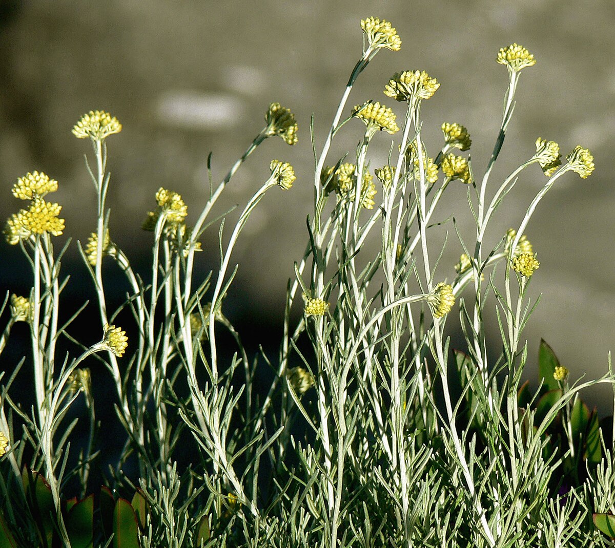 Helichrysum italicum subsp. italicum ; Floraison, en Avril (Ici sur le littoral nord de l'Île d'Elbe)