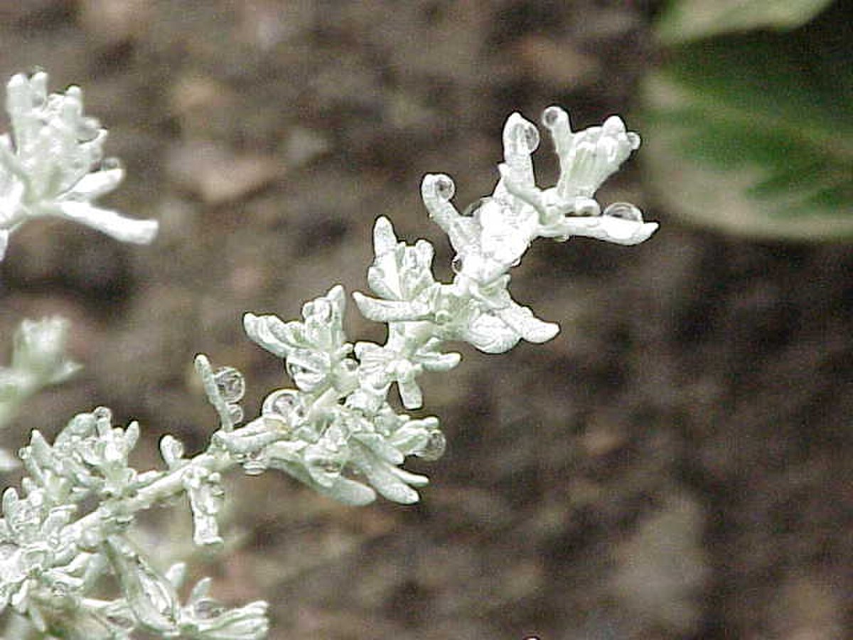 Helichrysum petiolare