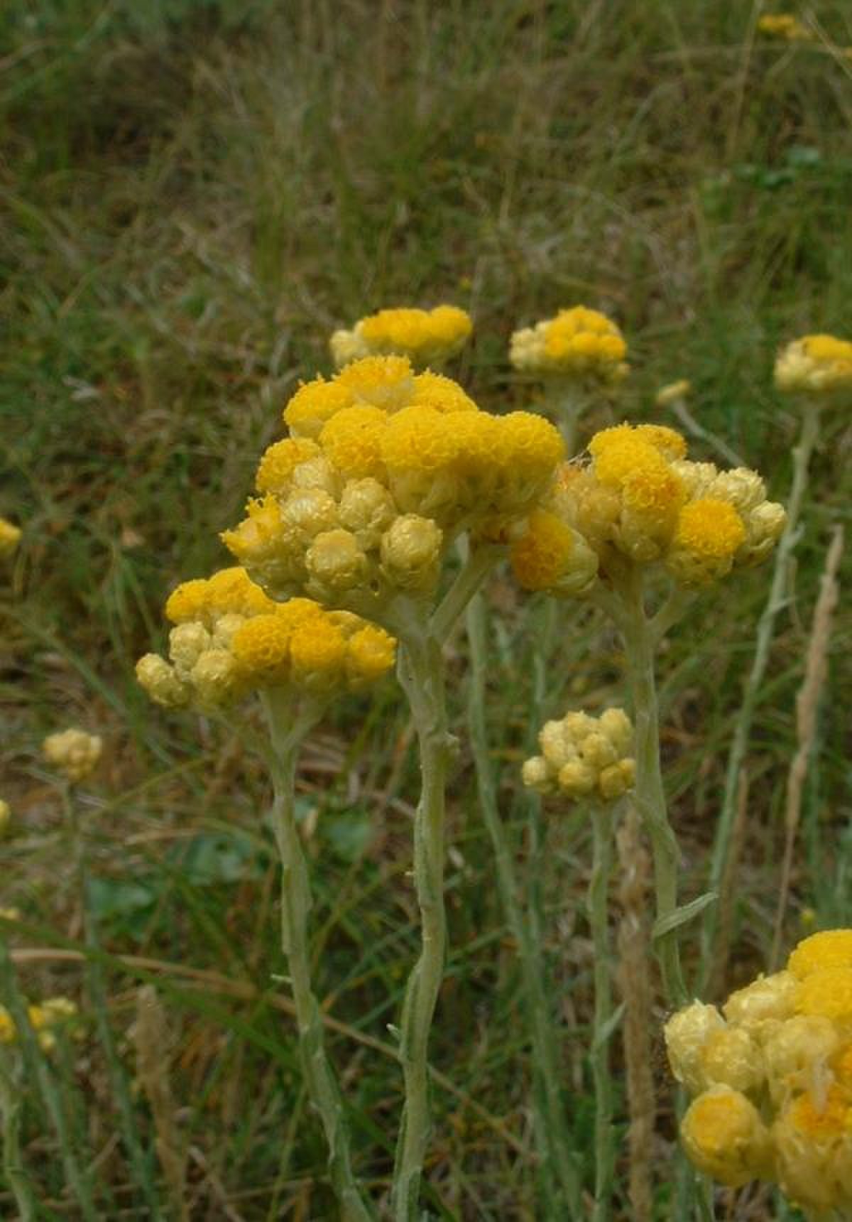 Immortelle commune