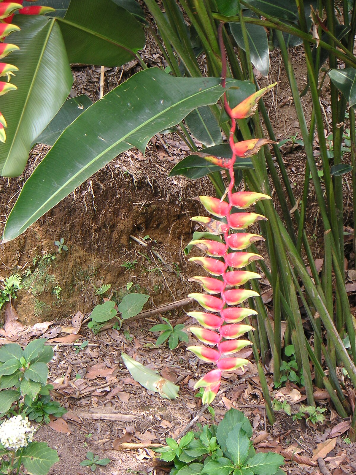 Heliconia rostrata