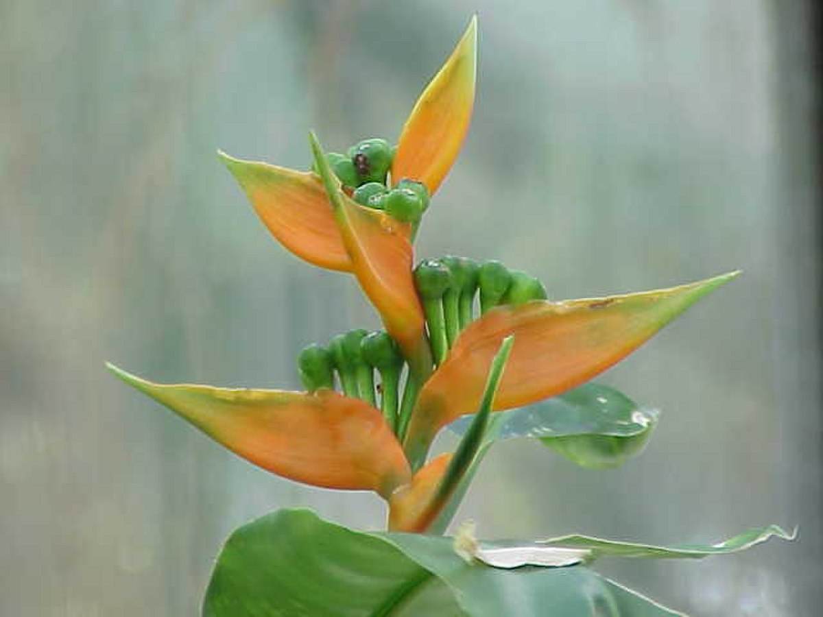 Heliconia aurantiaca